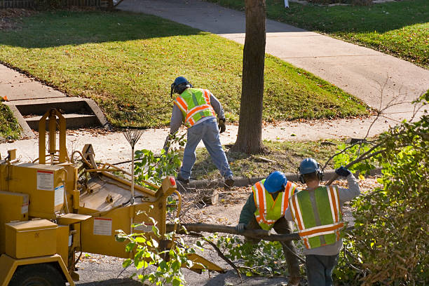 Best Emergency Storm Tree Removal  in Raintree Plantation, MO